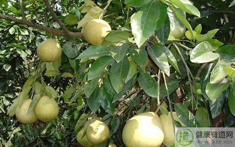 柚子吃多了會胖嗎 柚子吃多了會胖嗎