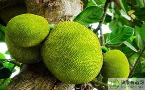 菠蘿蜜吃多了會怎樣 菠蘿蜜吃多了會怎樣