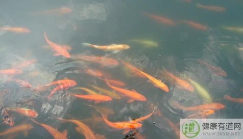 夢見過年放煙花好嗎 夢見過年放煙花好嗎