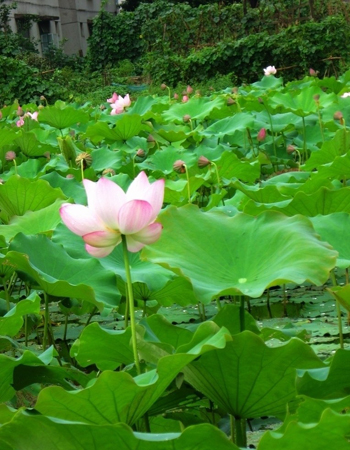 暑熱難耐 小暑如何健康養生