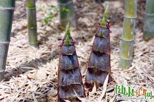 春天吃什麼好?雨後春筍鮮